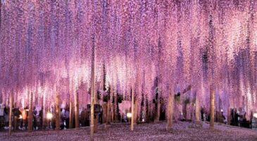 Découvrez cet arbre à glycine centenaire situé au Japon