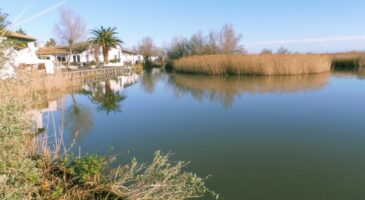 Pourquoi aller en Camargue ?