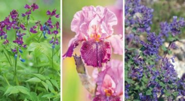 12 variétés à planter aux pieds des rosiers
