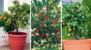 Petit jardin : les 10 minifruitiers à adopter