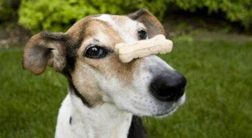 8 recettes de gâteaux et friandises pour chien