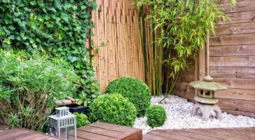 Comment entretenir des bambous du jardin ?