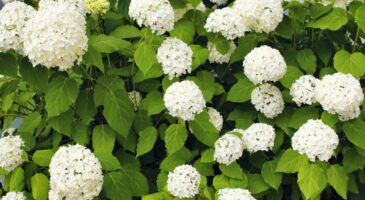 Hortensia Annabelle : floraison, taille, entretien