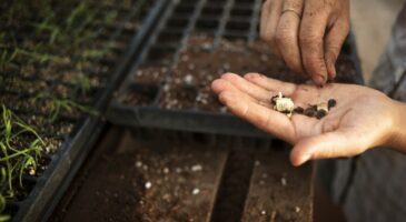 Semences paysannes : leur vente enfin autorisée