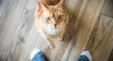 Chats : reconnaissent-ils leur nom ?