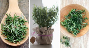 Romarin : 21 bienfaits et vertus pour la santé