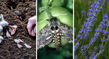 Potager : comment lutter contre les parasites naturellement ?