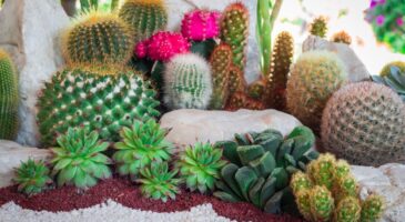 Jardin sec : 12 conseils pour bien l'aménager