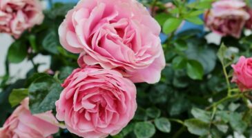 Maladies des rosiers : les reconnaître et les traiter