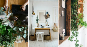 Plantes d'intérieur : 18 plantes vertes à avoir au bureau