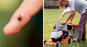 15 conseils naturels pour éliminer les tiques du jardin