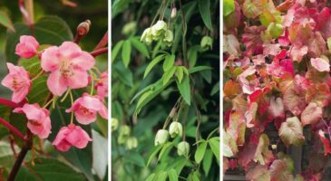Grimpantes : 12 variétés pour les 12 mois de l'année