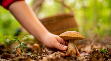 Le champignon est-il un fruit ou un légume ? 