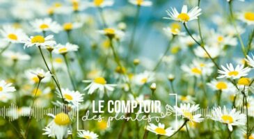 Le comptoir des plantes:la camomille et ses pouvoirs insoupçonnés