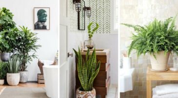 Plantes d'intérieur : 15 variétés pour la salle de bains !