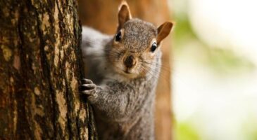 Ecureuil : 6 choses à savoir sur cet animal d’automne
