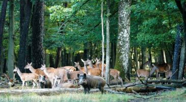 Paris : 9 coins de nature au cœur et aux alentours de la Capitale