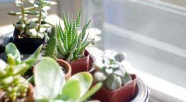 Comment faire durer les succulentes ?