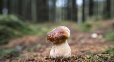 Reconfinement : peut-on aller en forêt cueillir des champignons ?