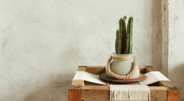 Cactus : arrosage, entretien... Guide du cactus d'intérieur