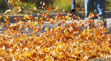 Lidl : son aspirateur ingénieux pour éliminer les feuilles mortes