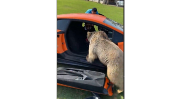 Un ours casse une porte de Lamborghini Huracán Performante