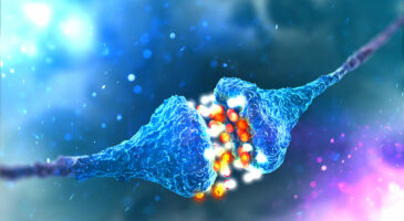 Les fausses croyances seraient causées par le dysfonctionnement d’un récepteur synaptique