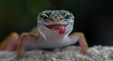 Le lézard, ce meilleur ami de votre jardin !