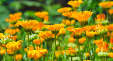 Santé, beauté, cuisine : ces plantes multi-usages à cultiver au jardin