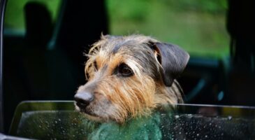 Été : quels gestes pour protéger votre animal en auto ?