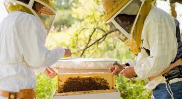 Apiculture : quels sont les avantages de cette activité ?
