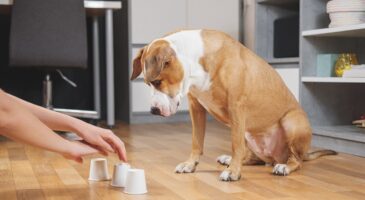 Jouets pour chiens : 12 idées créatives que votre chien va adorer !