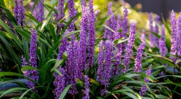 En avril, plantez cette vivace increvable et vos massifs seront beaux toute l’année