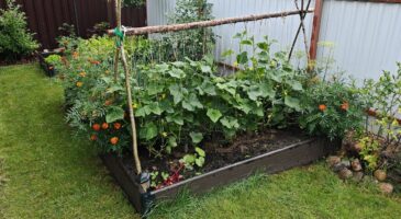 Pelouse, potager, verger : tout ce qu'il faut faire au jardin en août