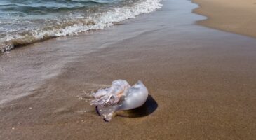 "C'est la plus grosse que j'aie jamais vue" : des méduses géantes aux tentacules neurotoxiques envahissent les plages