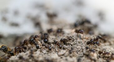 Dès les premières chaleurs, les anciens sortent la craie : cette méthode simple empêche les fourmis d'entrer