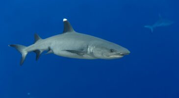 Le grand requin blanc filmé pour la première fois en Méditerranée par des plongeurs