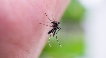 Piqûre d'insecte : comment réagir immédiatement et quand faut-il s'inquiéter ?