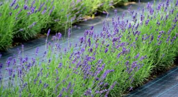 Plantes anti-moustiques : 10 variétés efficaces à planter chez vous