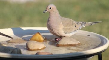 Pourquoi mettre des cailloux dans une coupelle d’eau pour les oiseaux ? L'astuce des anciens revient en 2026