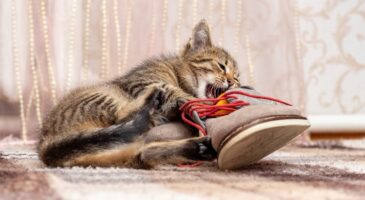 Pourquoi votre chat renifle-t-il vos chaussures dès votre retour ? La réponse va vous surprendre
