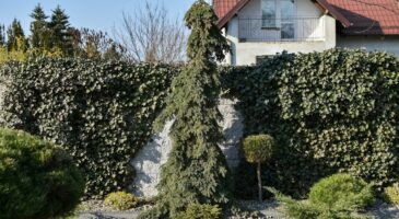 Quel arbuste pour remplacer les thuyas ? Cette alternative séduit les jardiniers et les oiseaux