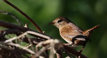 Troglodyte mignon : connaissez-vous ce petit oiseau qui chante plus fort qu’un coq ?