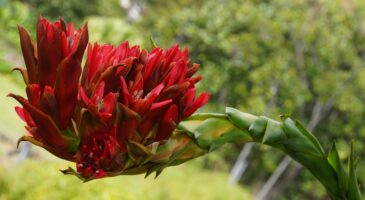 Une plante fleurit 43 ans après avoir été plantée : un phénomène rare en Suisse