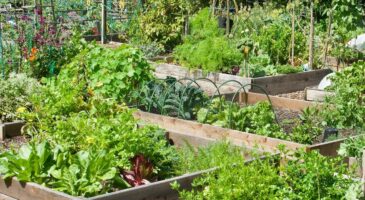 Canicule : l’astuce économique de Decathlon pour protéger votre potager du soleil