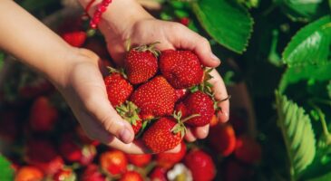 Fraises : faites vite ce geste avant la fin du mois pour obtenir une récolte plus abondante l’an prochain