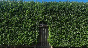 Haie de lauriers : pourquoi les paysagistes conseillent désormais cette plante qui demande beaucoup moins d’entretien ?