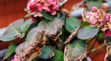 Hortensia aux feuilles brûlées par le soleil : comment le sauver rapidement ?