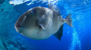 "J'ai vu du sang partout" : faut-il se méfier du Baliste, le poisson mordeur présent sur les plages du sud de la France ?