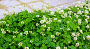 Jardin : cette plante couvre-sol remplace le gazon et résiste mieux à la sécheresse